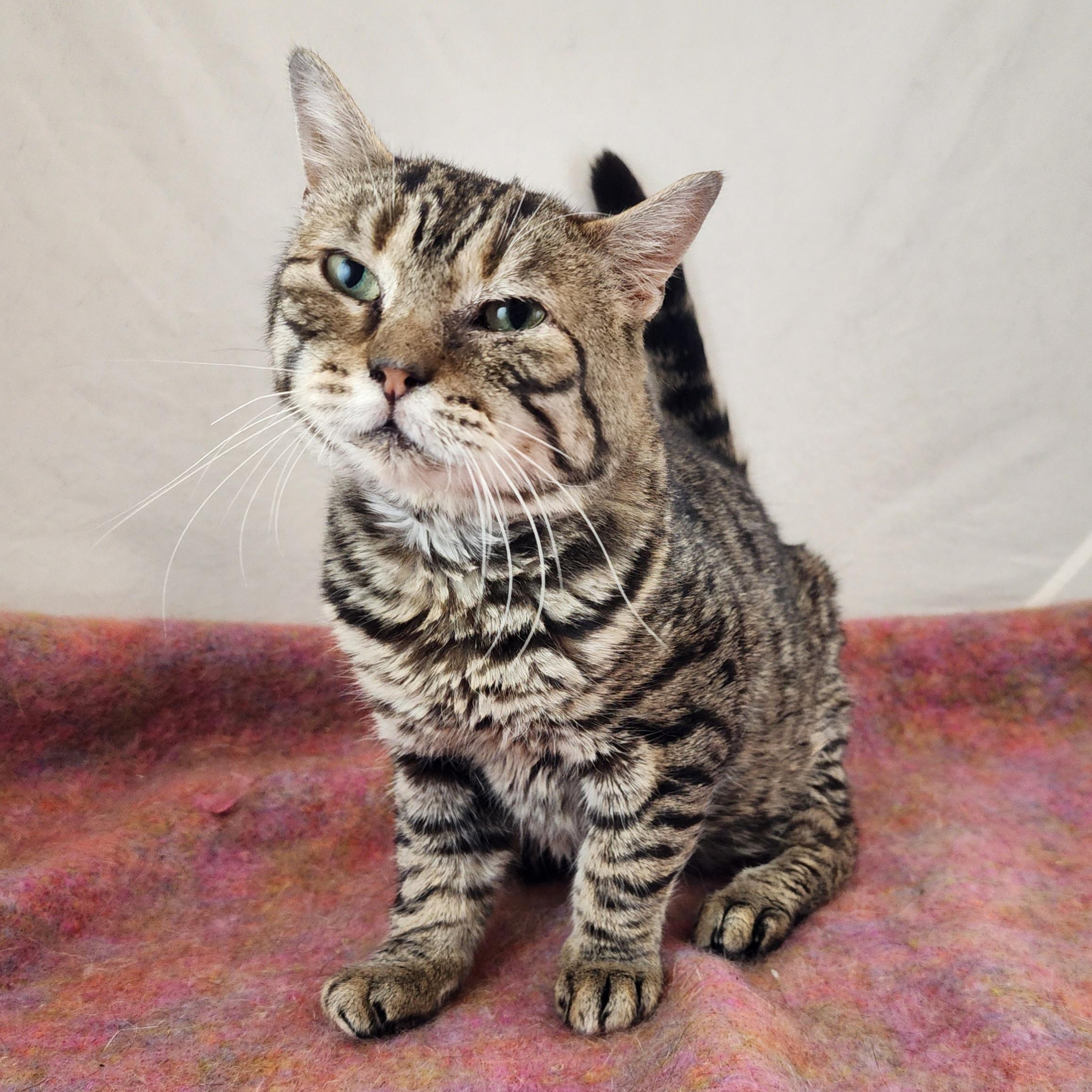 Enlarge Sebastian, a Adoptable Domestic Short Hair in New York, NY image 1/6