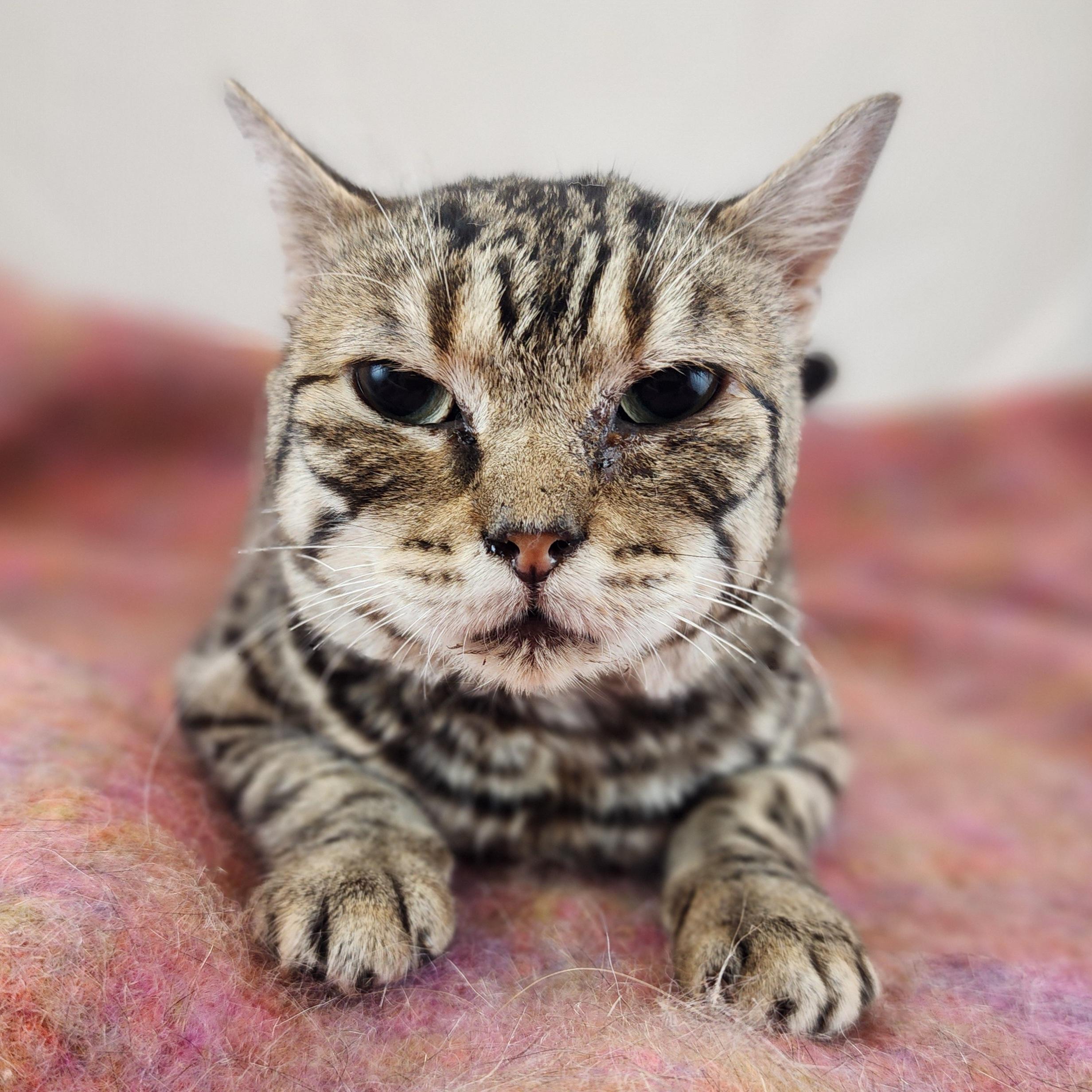 Enlarge Sebastian, a Adoptable Domestic Short Hair in New York, NY image 4/6