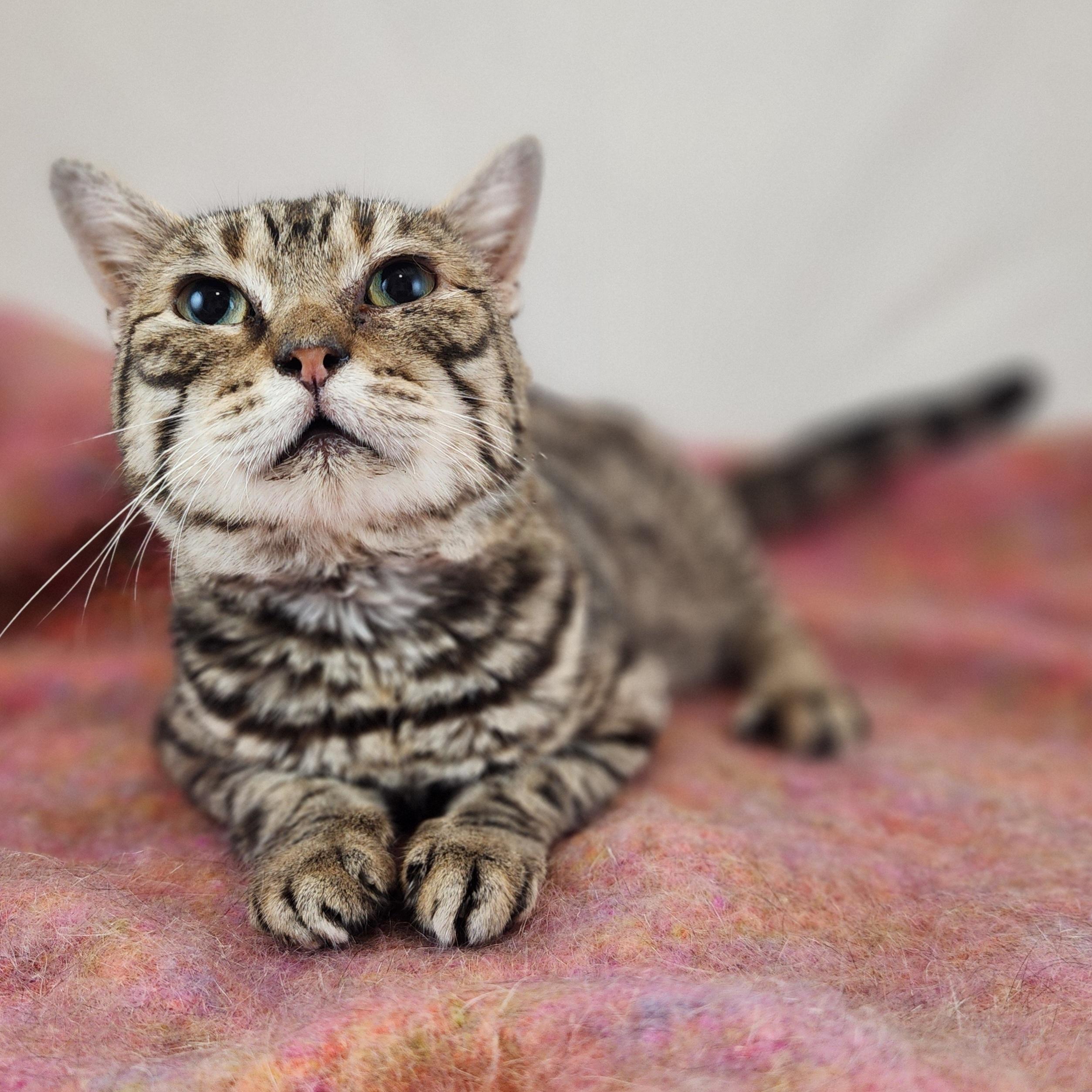 Enlarge Sebastian, a Adoptable Domestic Short Hair in New York, NY image 5/6