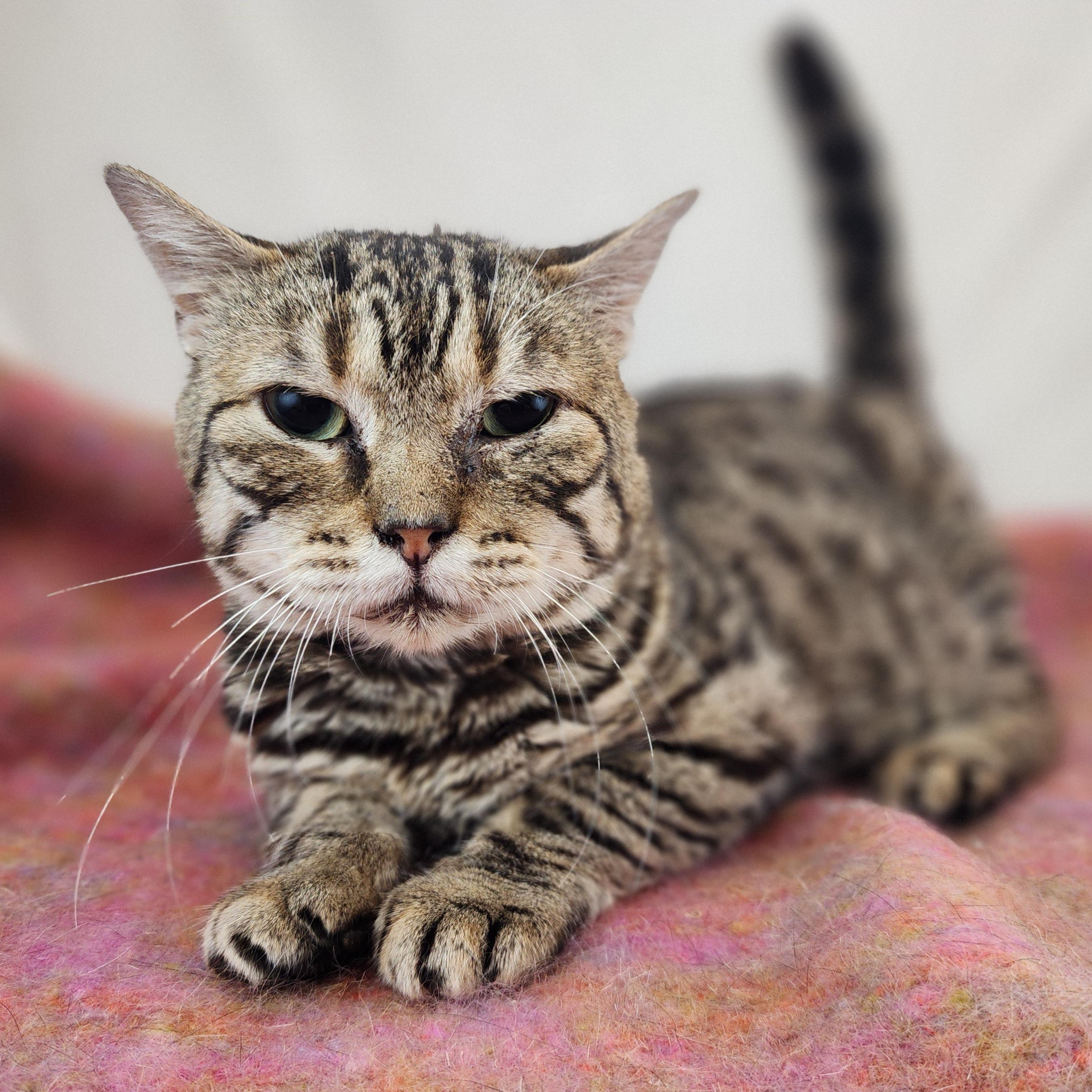 Enlarge Sebastian, a Adoptable Domestic Short Hair in New York, NY image 2/6