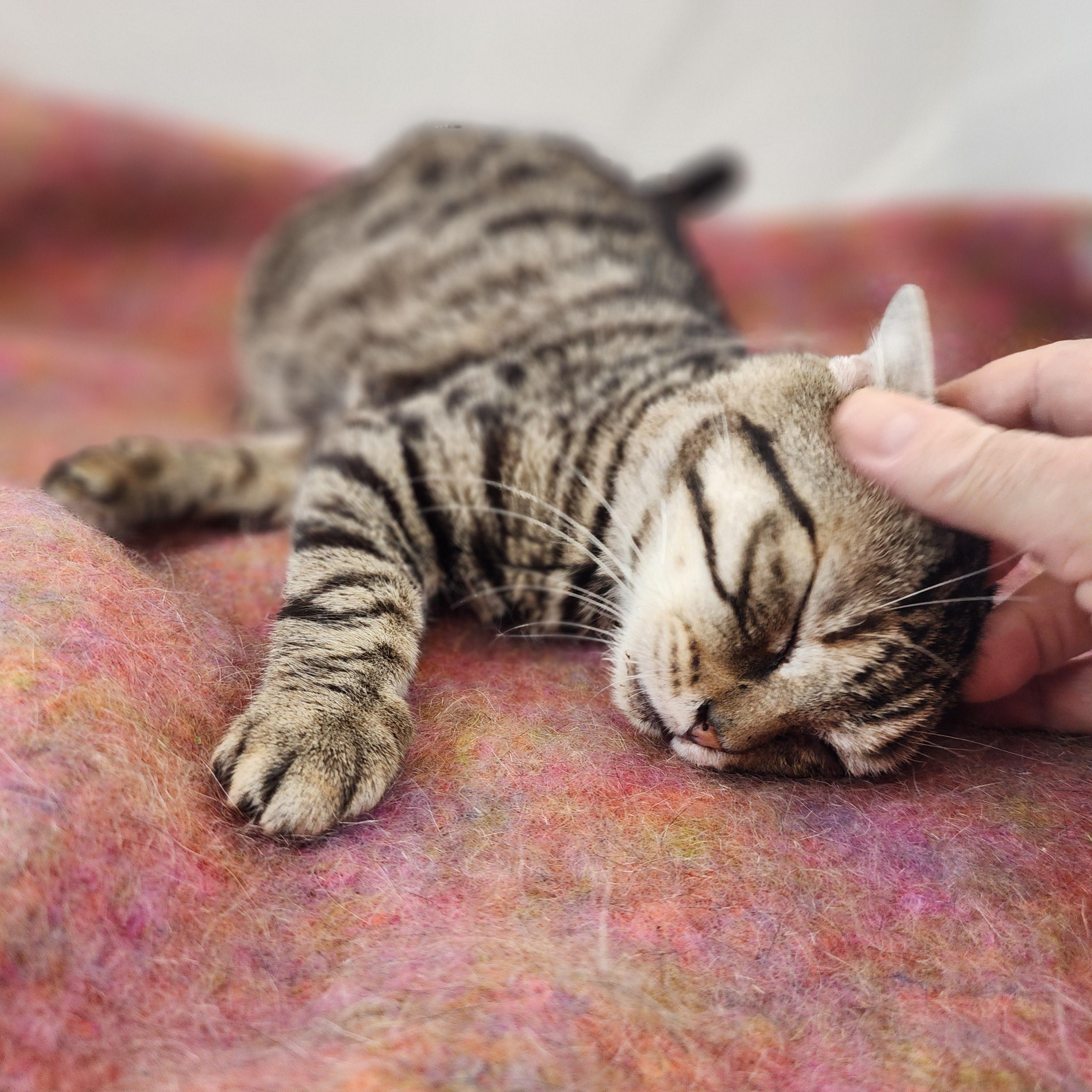 Enlarge Sebastian, a Adoptable Domestic Short Hair in New York, NY image 3/6