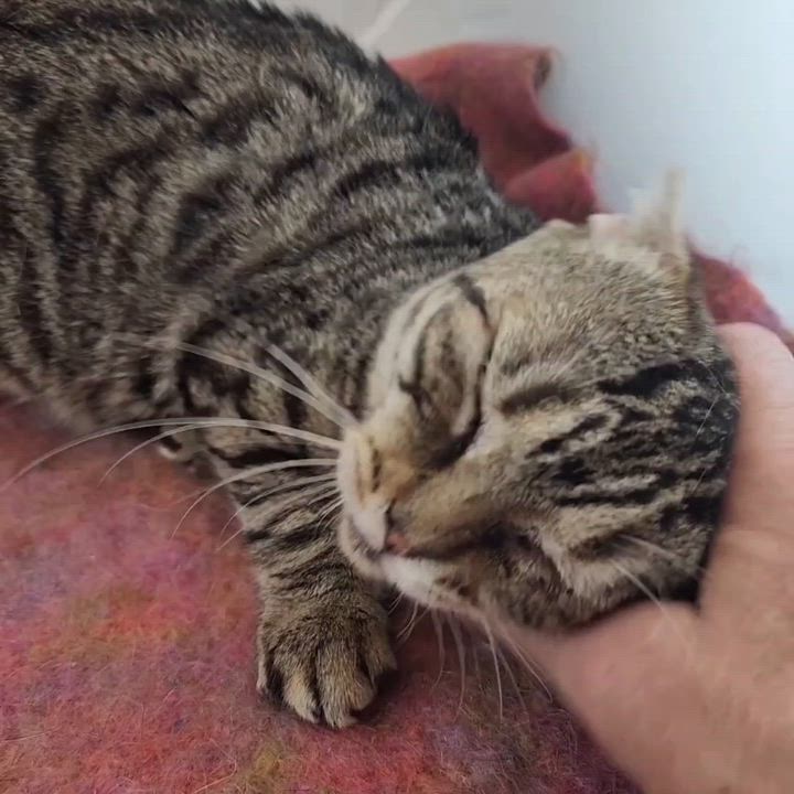 Enlarge Sebastian, a Adoptable Domestic Short Hair in New York, NY video 6/6