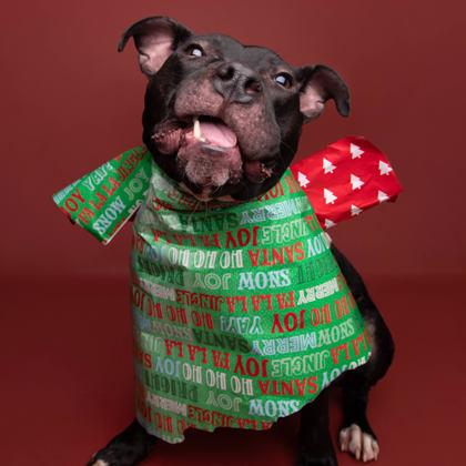 Hambone, Adoptable, Adult Male American Staffordshire Terrier & Mixed Breed.