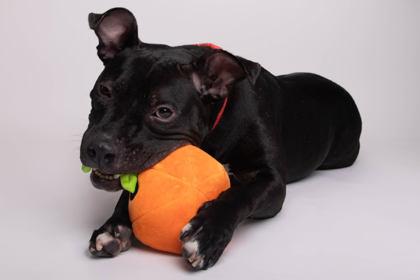 Hambone, a Adoptable mixed breed in Greenville, SC image 2/3