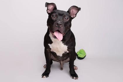 Hambone, a Adoptable mixed breed in Greenville, SC image 3/3