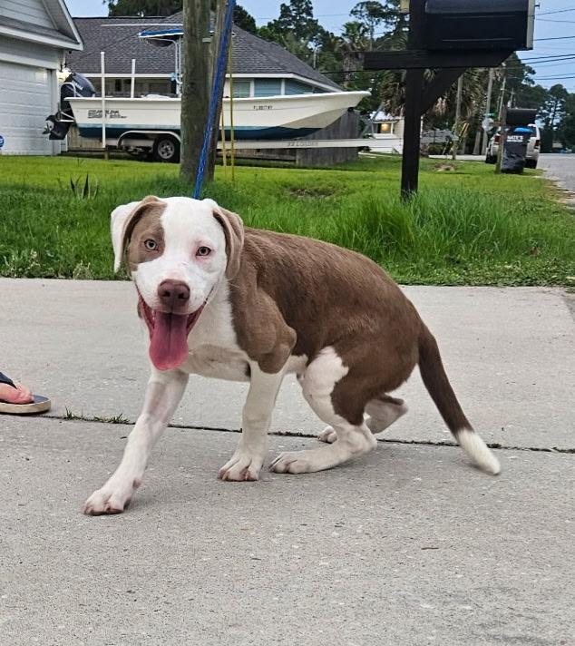 Bam Bam, Adopted, Puppy Male Bulldog & Labrador Retriever.