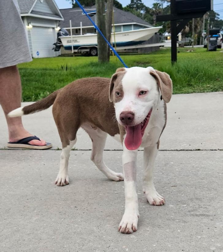 Enlarge Bam Bam, a Adopted mixed breed in Lynn Haven, FL image 2/6