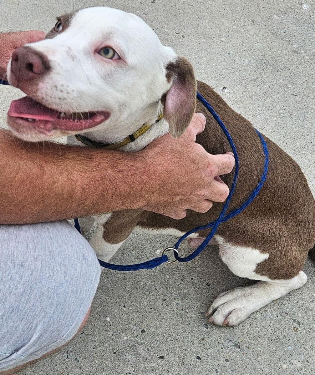 Enlarge Bam Bam, a Adopted mixed breed in Lynn Haven, FL image 3/6