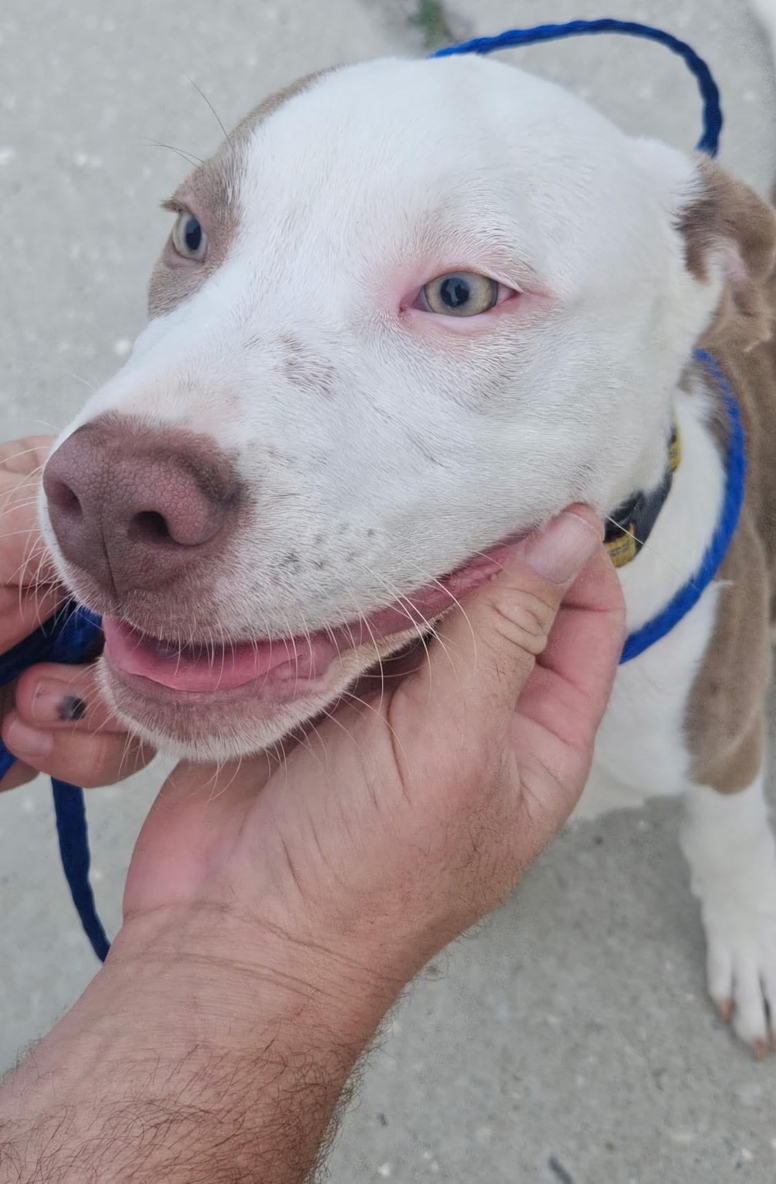 Enlarge Bam Bam, a Adopted mixed breed in Lynn Haven, FL image 4/6