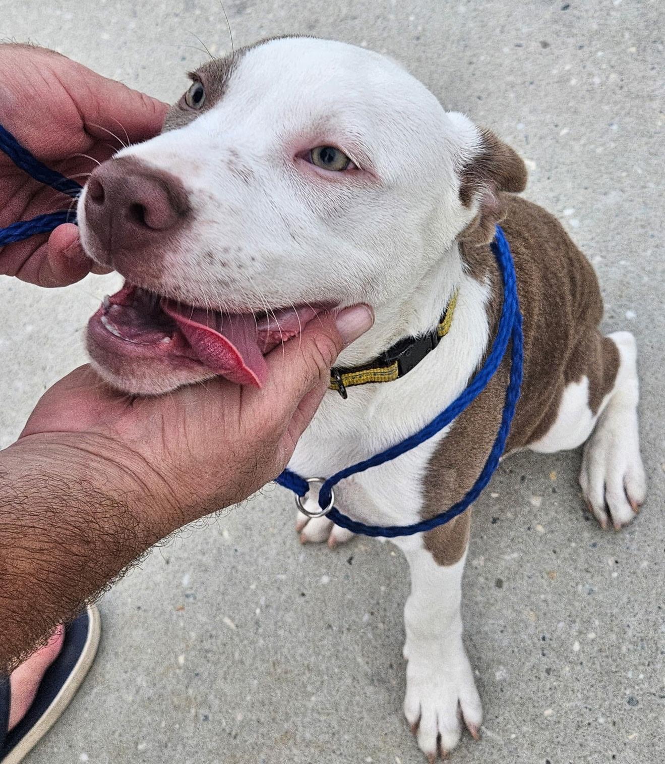 Enlarge Bam Bam, a Adopted mixed breed in Lynn Haven, FL image 5/6