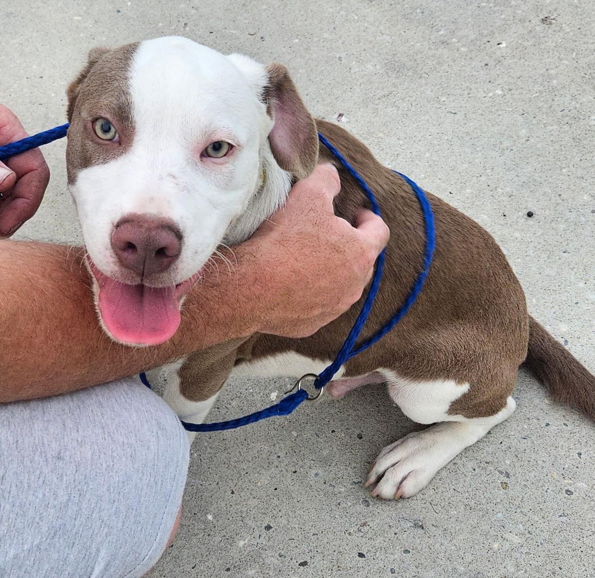 Enlarge Bam Bam, a Adopted mixed breed in Lynn Haven, FL image 6/6