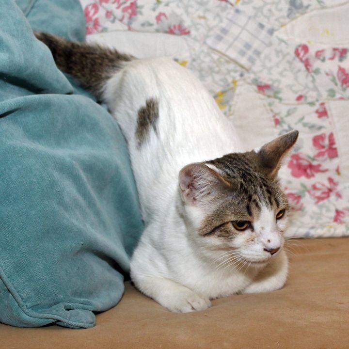 Camo, Adoptable, Young Male Domestic Short Hair & Domestic Short Hair.