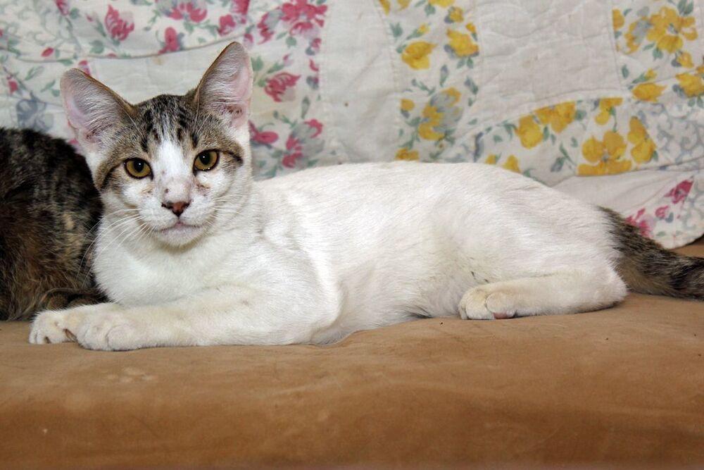 Camo, a Adoptable mixed breed in Redlands, CA image 3/4