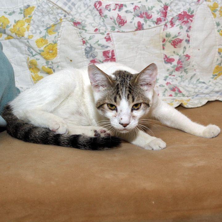 Enlarge Camo, a Adoptable mixed breed in Redlands, CA image 3/4