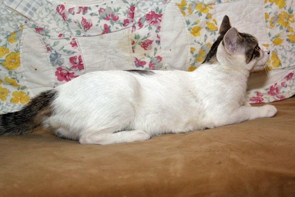 Enlarge Camo, a Adoptable mixed breed in Redlands, CA image 4/4