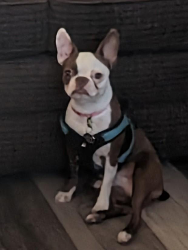 Enlarge Dinah - central Arizona, a Adopted Boston Terrier in Mayer, AZ image 5/6