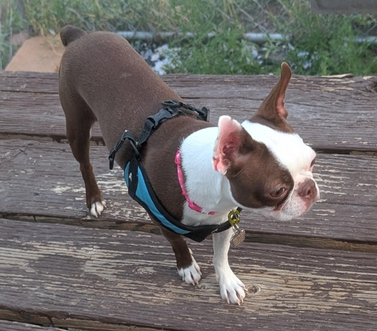 Dinah - central Arizona