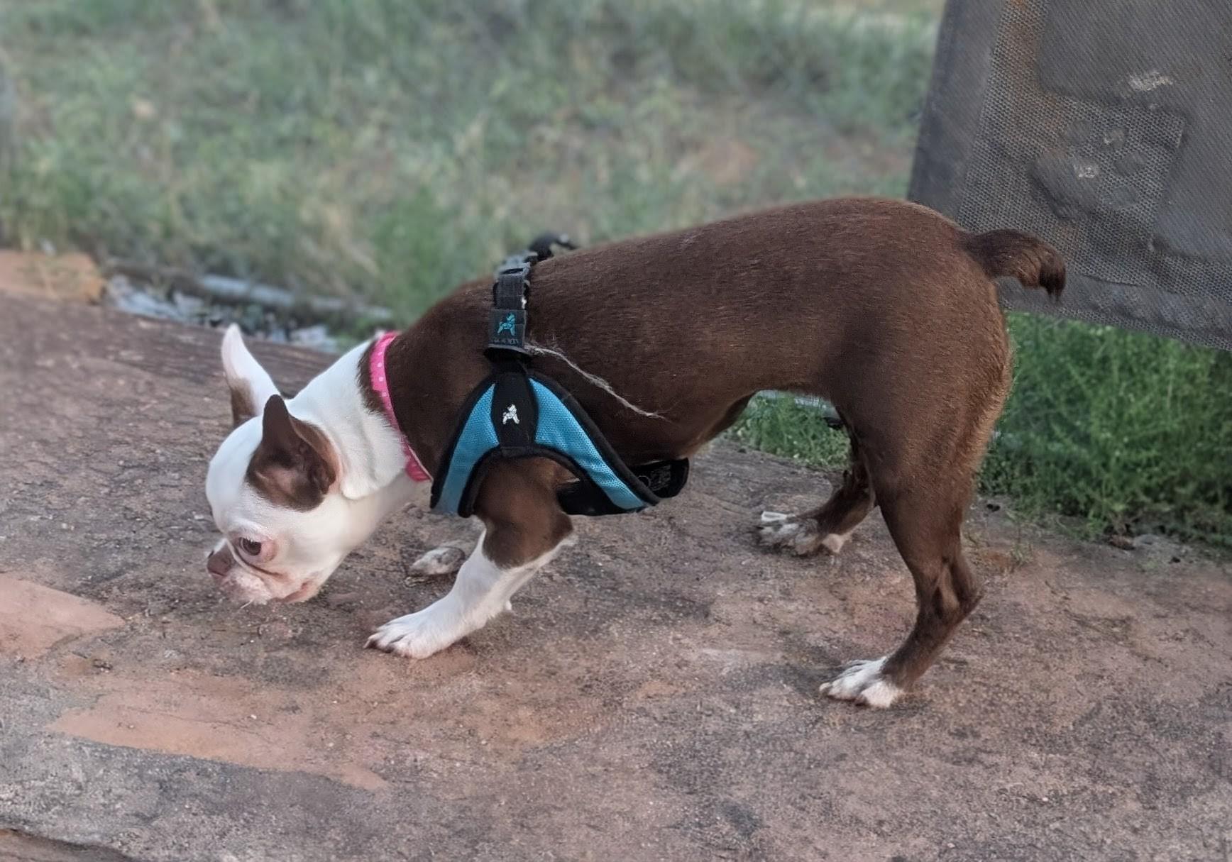 Dinah - central Arizona