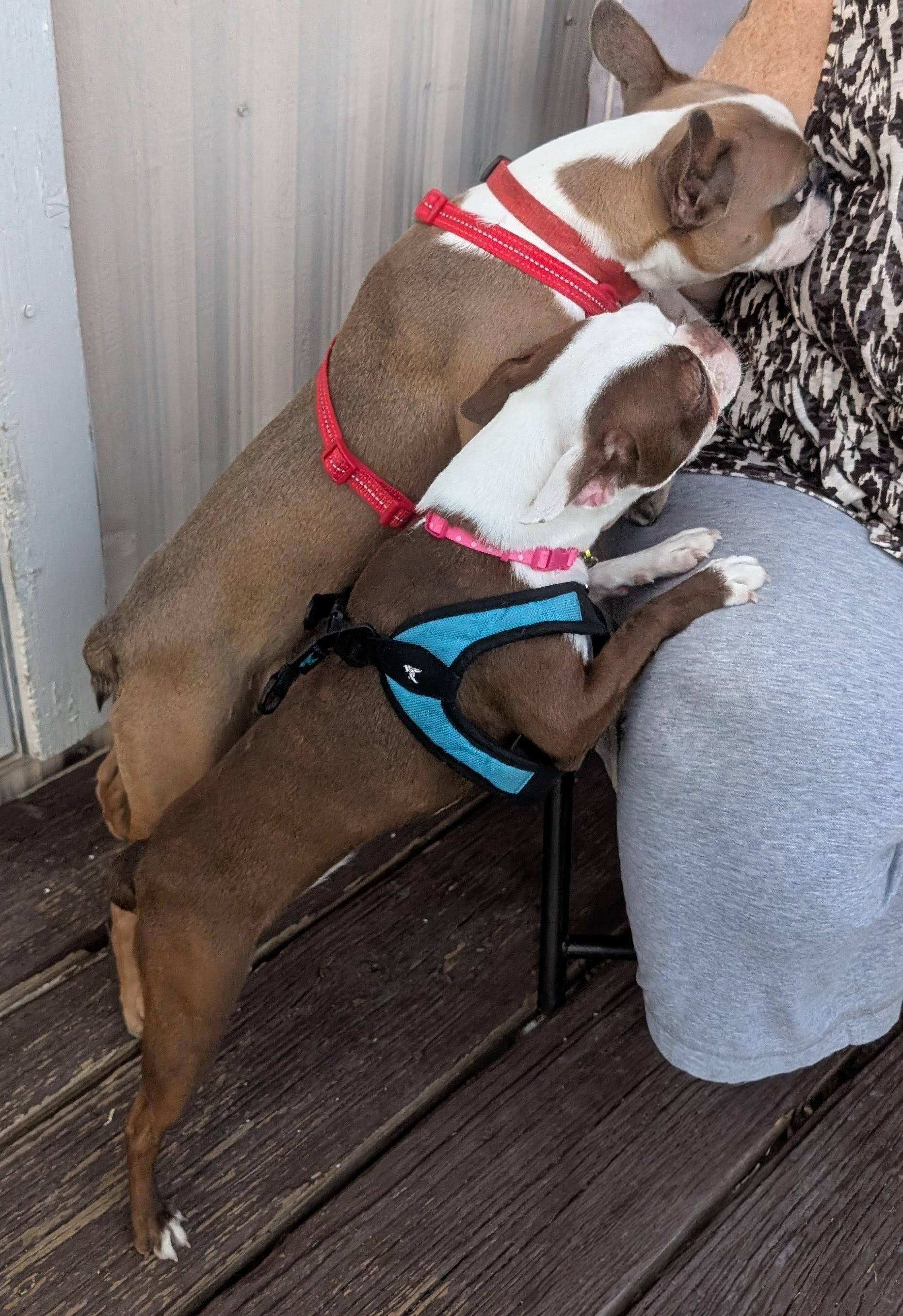 Dinah - central Arizona