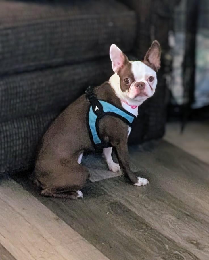 Enlarge Dinah - central Arizona, a Adopted Boston Terrier in Mayer, AZ image 2/6