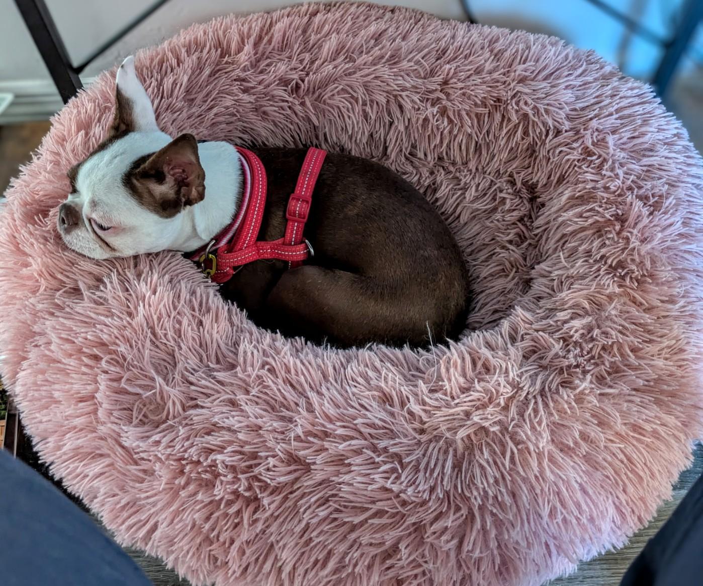 Dinah - central Arizona, Adopted, Young Female Boston Terrier.