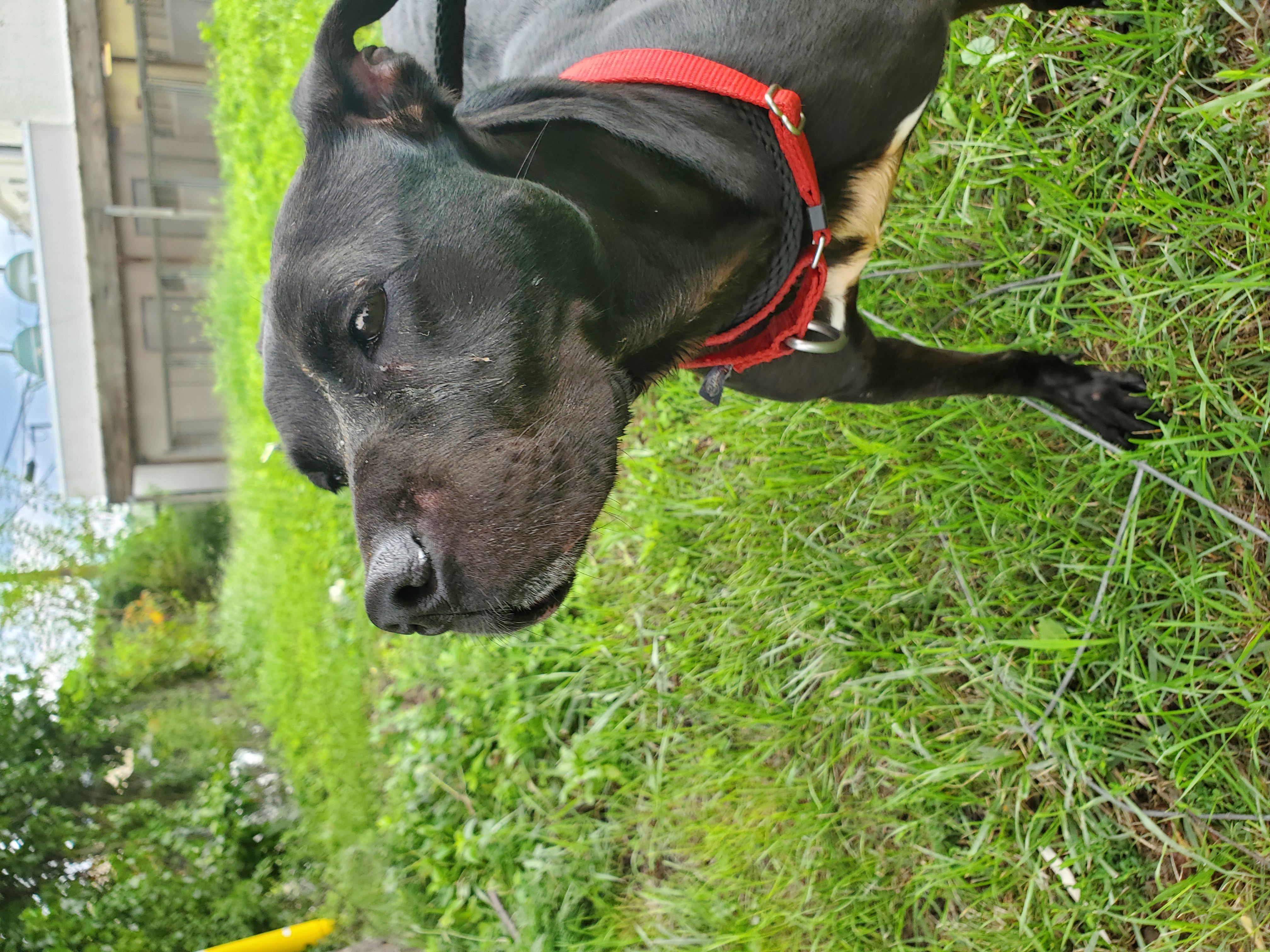 Enlarge Daphne, a Adoptable American Staffordshire Terrier in Jersey city, NJ image 1/3
