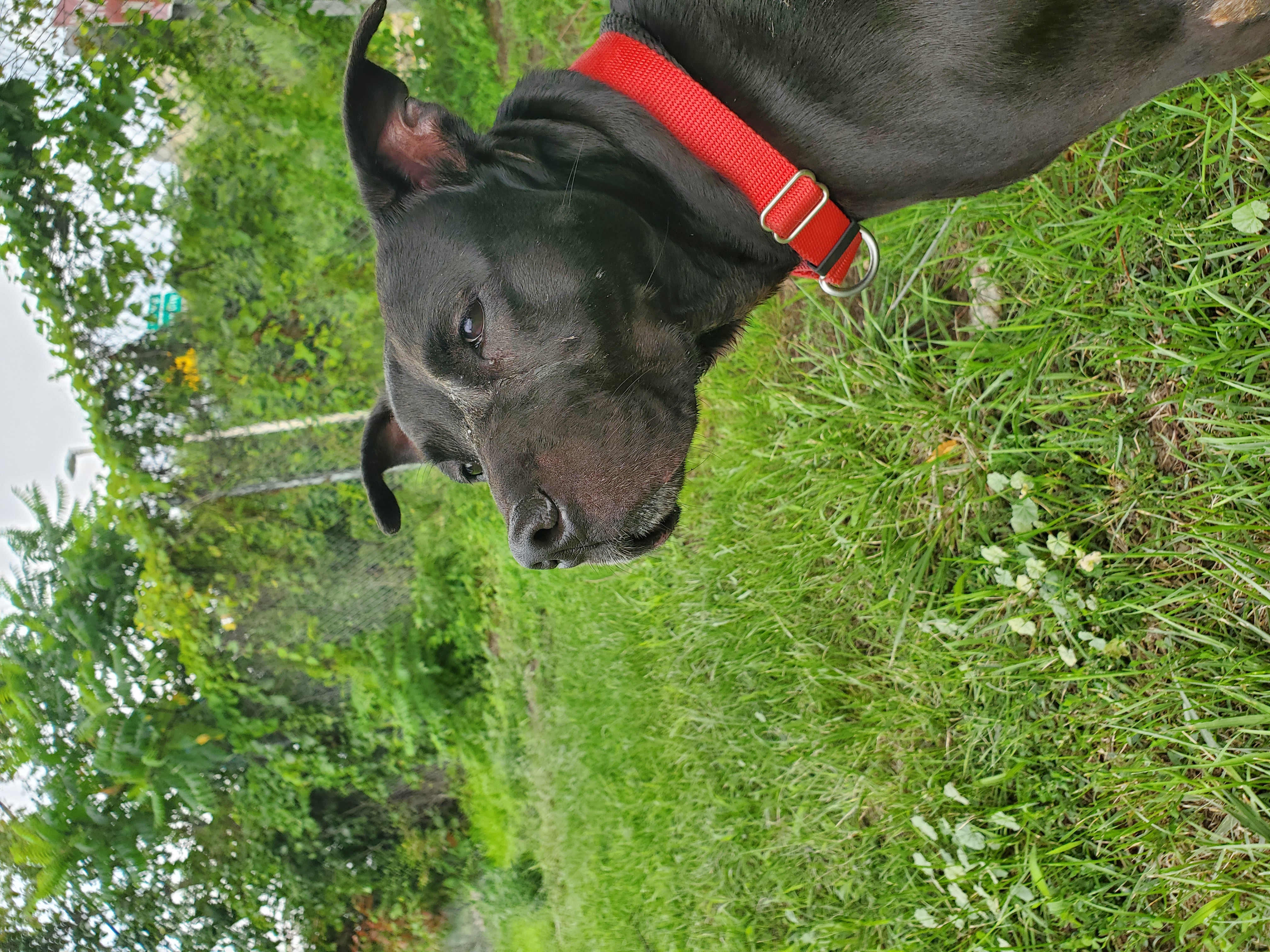 Enlarge Daphne, a Adoptable American Staffordshire Terrier in Jersey city, NJ image 2/3