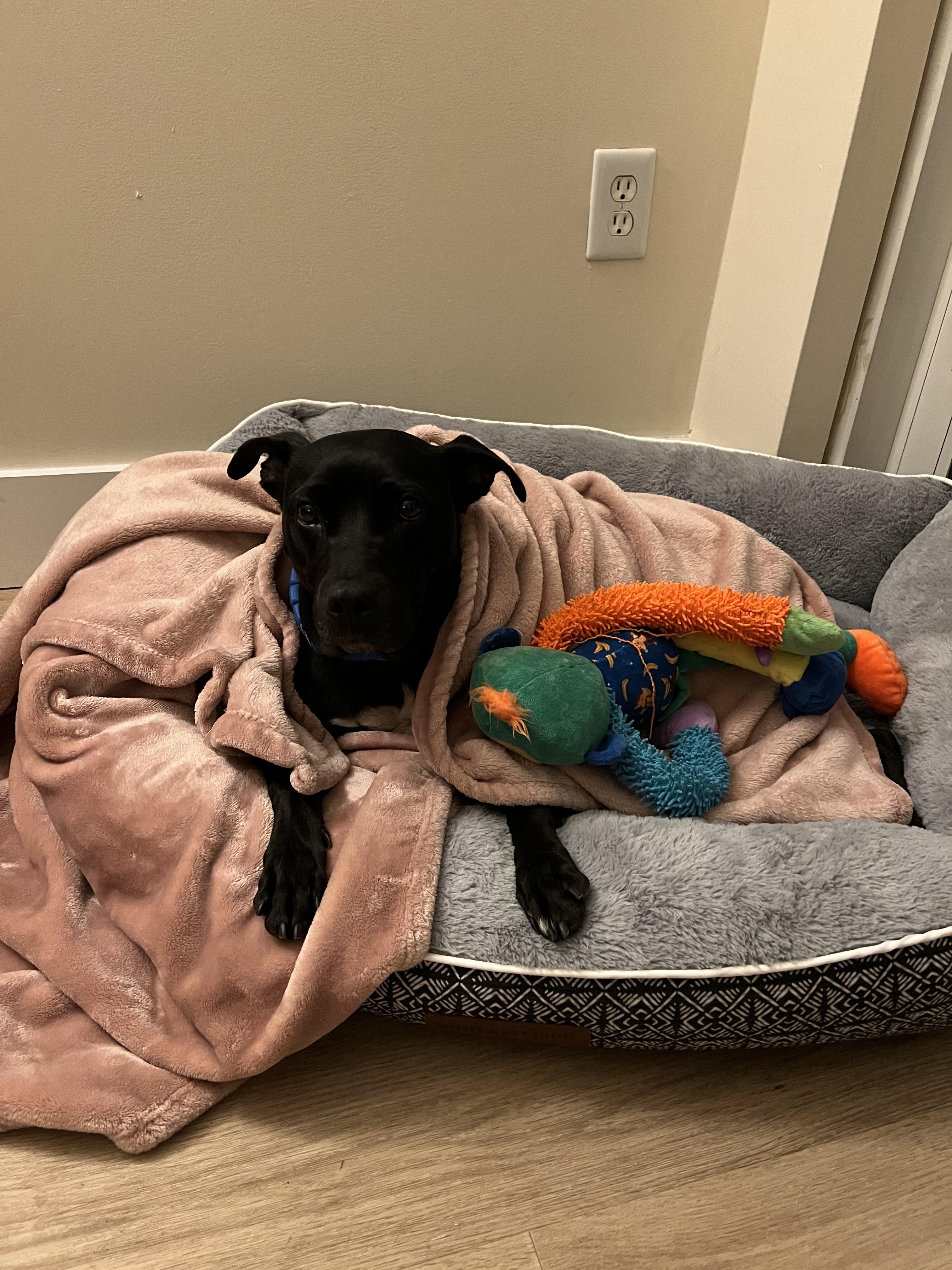 Enlarge Daphne, a Adoptable American Staffordshire Terrier in Jersey city, NJ image 3/3