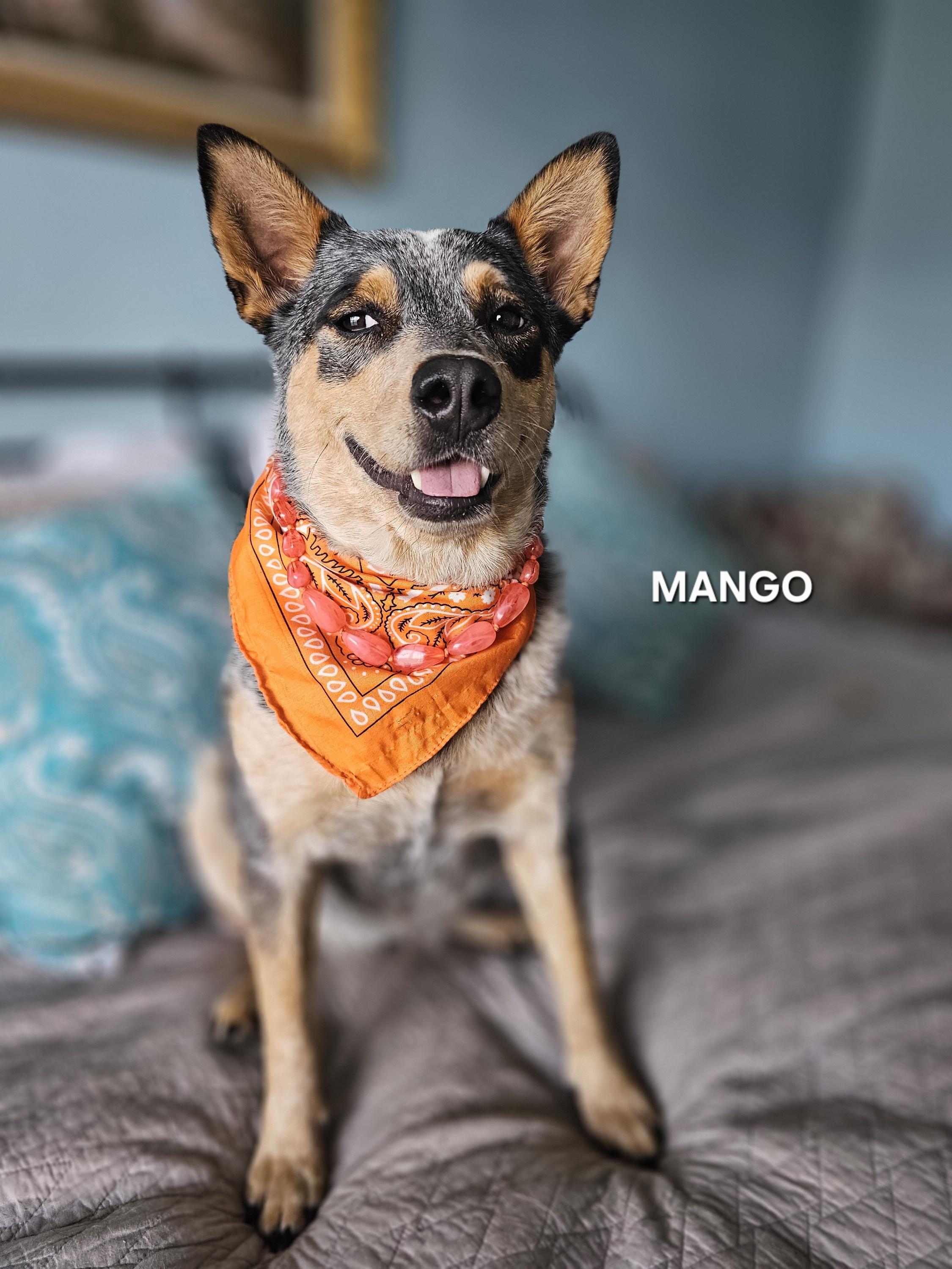 Enlarge Mango, a Adoptable Australian Cattle Dog / Blue Heeler in Asheville, NC image 3/6