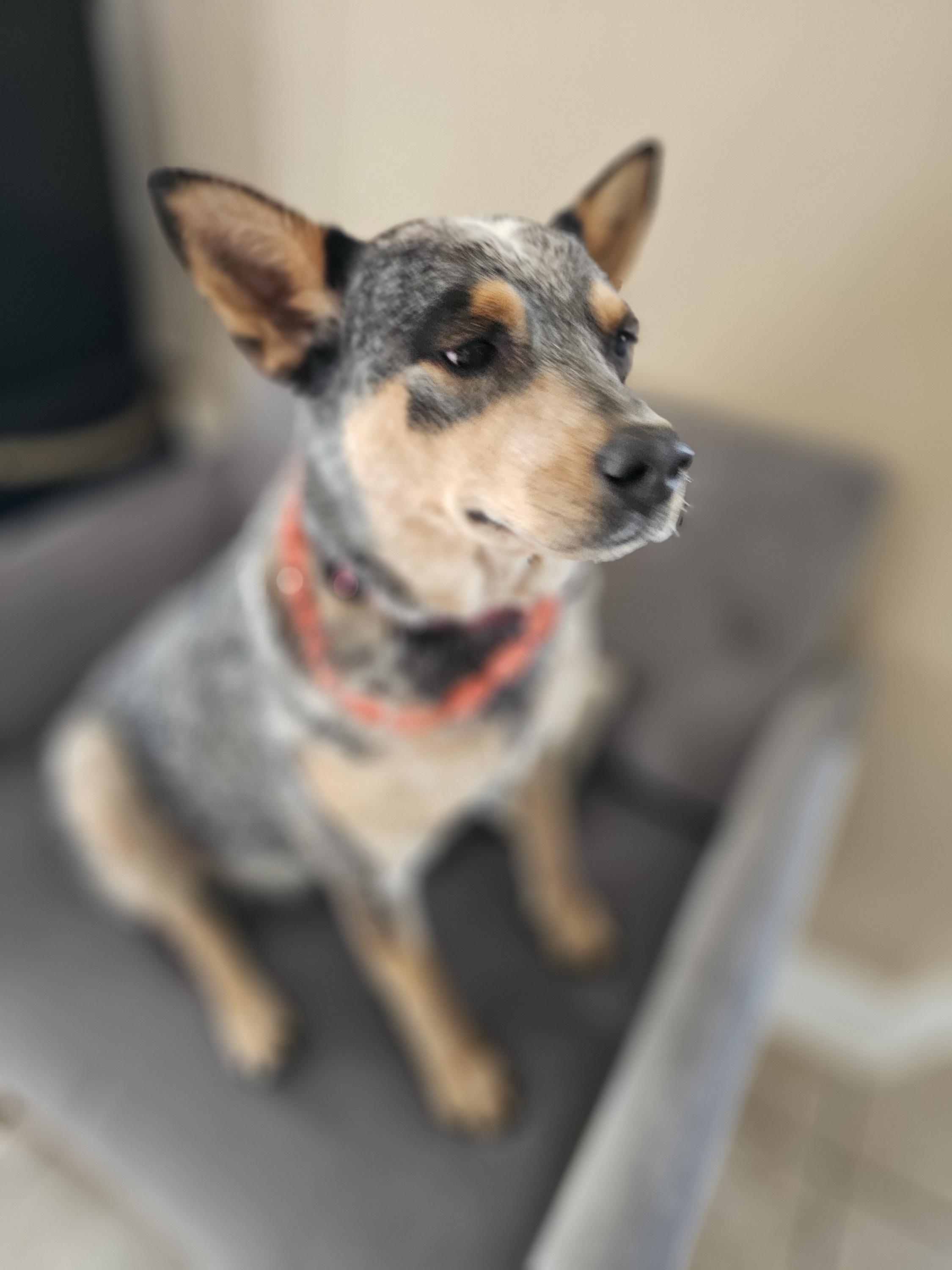 Enlarge Mango, a Adoptable Australian Cattle Dog / Blue Heeler in Asheville, NC image 5/6