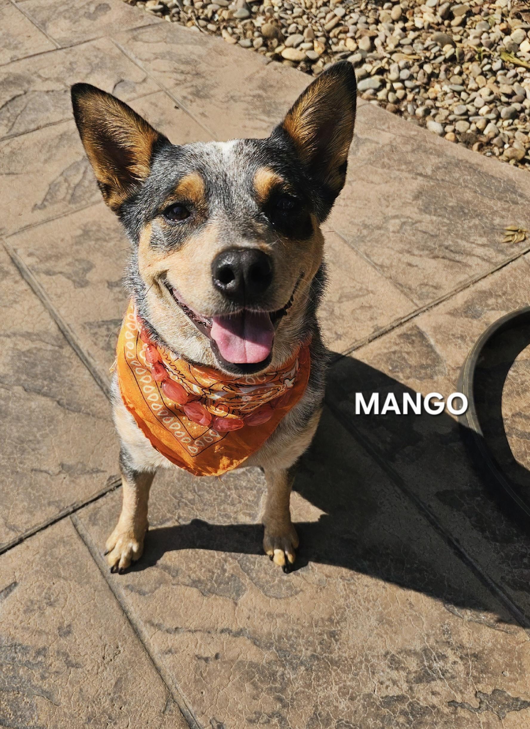 Enlarge Mango, a Adoptable Australian Cattle Dog / Blue Heeler in Asheville, NC image 2/6