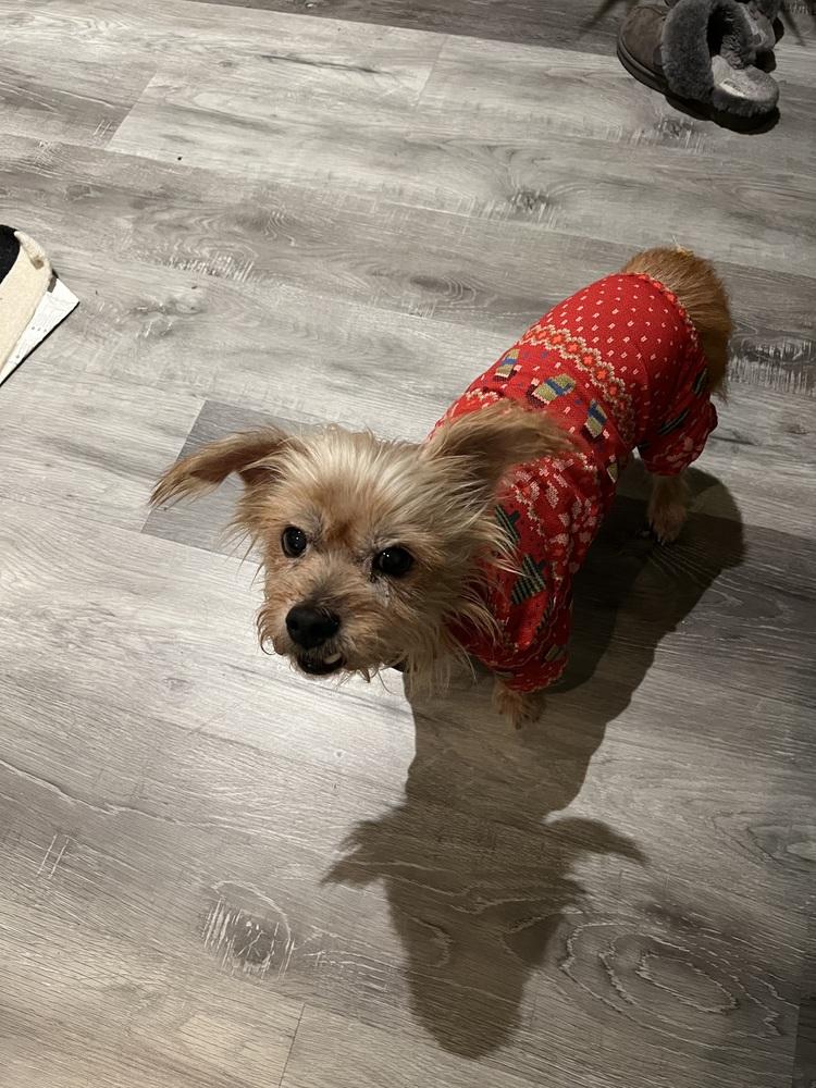 Stew, Adoptable, Senior Male Yorkshire Terrier.