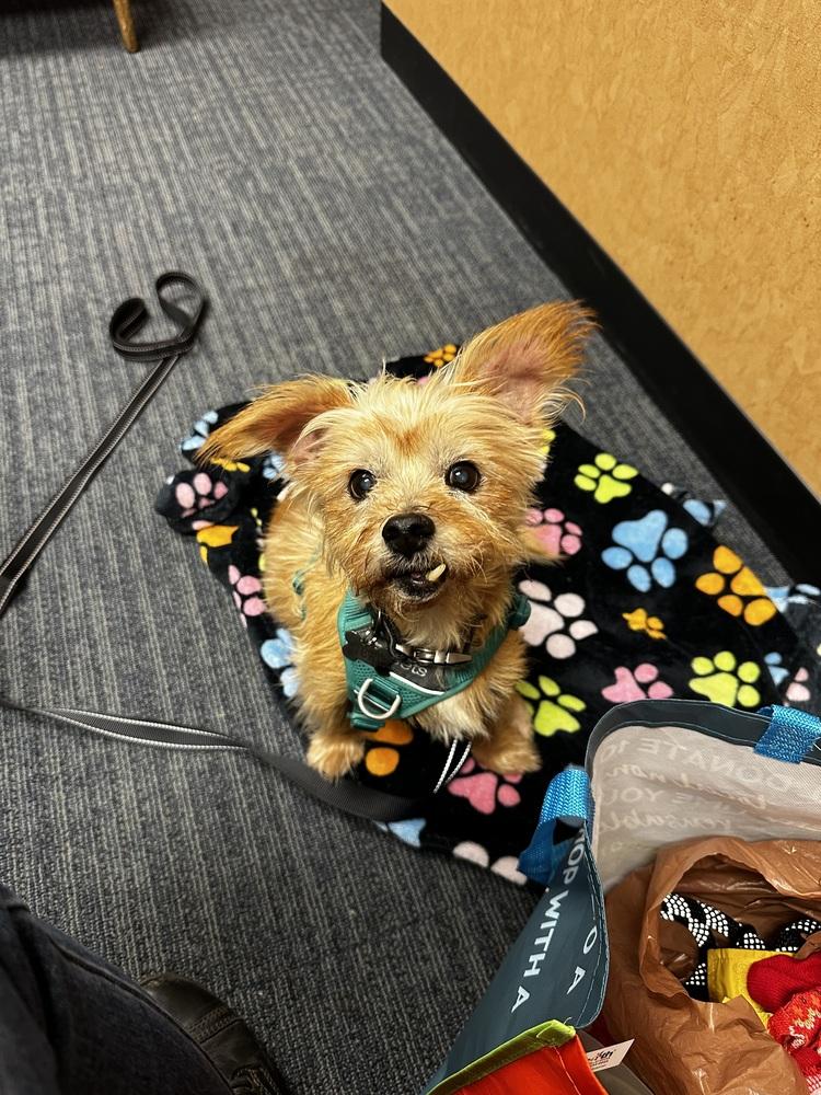 Stu, Adoptable, Senior Male Yorkshire Terrier.