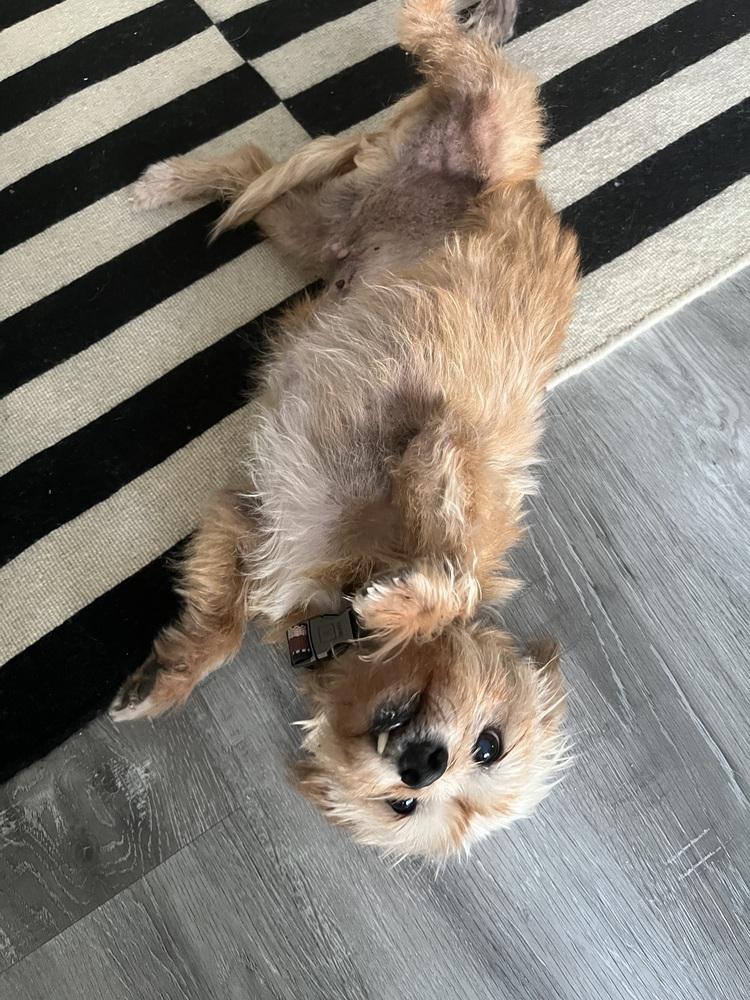 Enlarge Stew, a Adoptable Yorkshire Terrier in los angeles, CA image 3/5