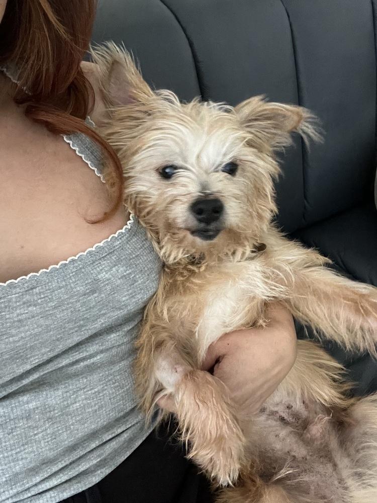 Enlarge Stu, a Adoptable Yorkshire Terrier in los angeles, CA image 3/5