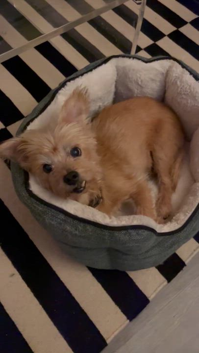 Enlarge Stew, a Adoptable Yorkshire Terrier in los angeles, CA video 4/5