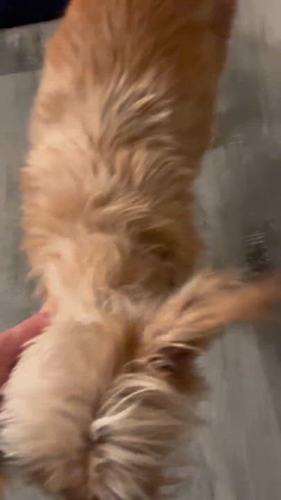 Enlarge Stew, a Adoptable Yorkshire Terrier in los angeles, CA video 5/5
