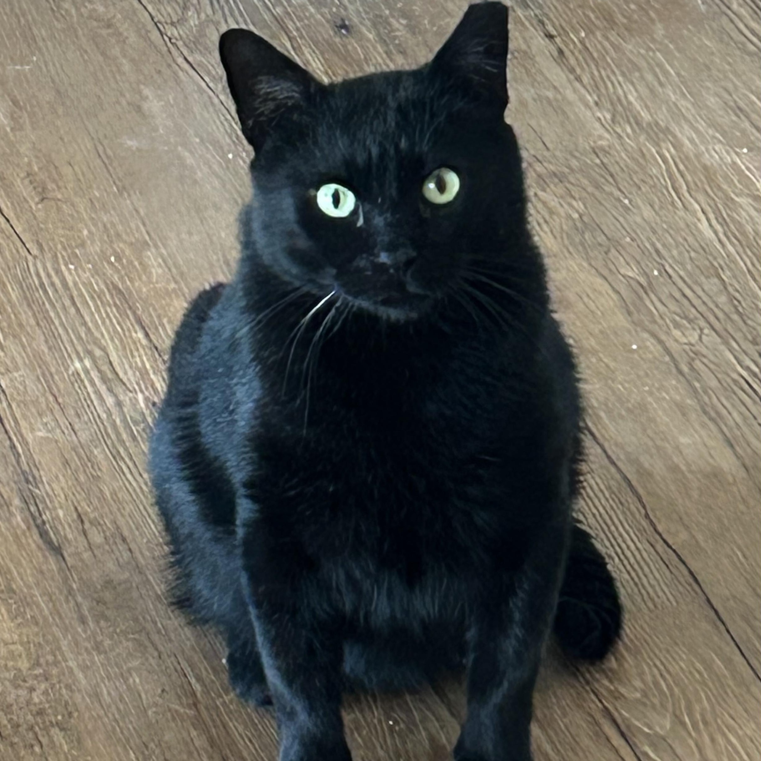 Moonpie, ADOPTABLE, Young Male Domestic Short Hair.