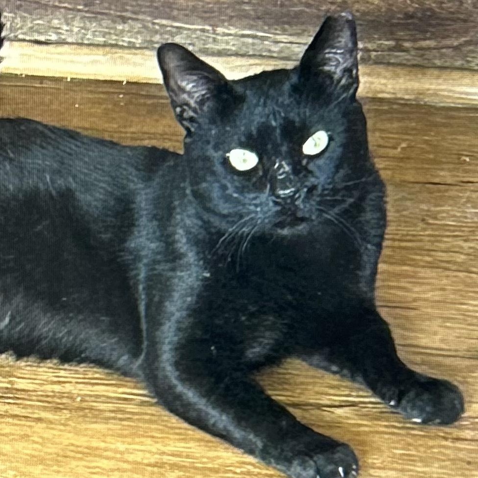 Enlarge Moonpie, a ADOPTABLE Domestic Short Hair in Anaheim, CA image 2/2