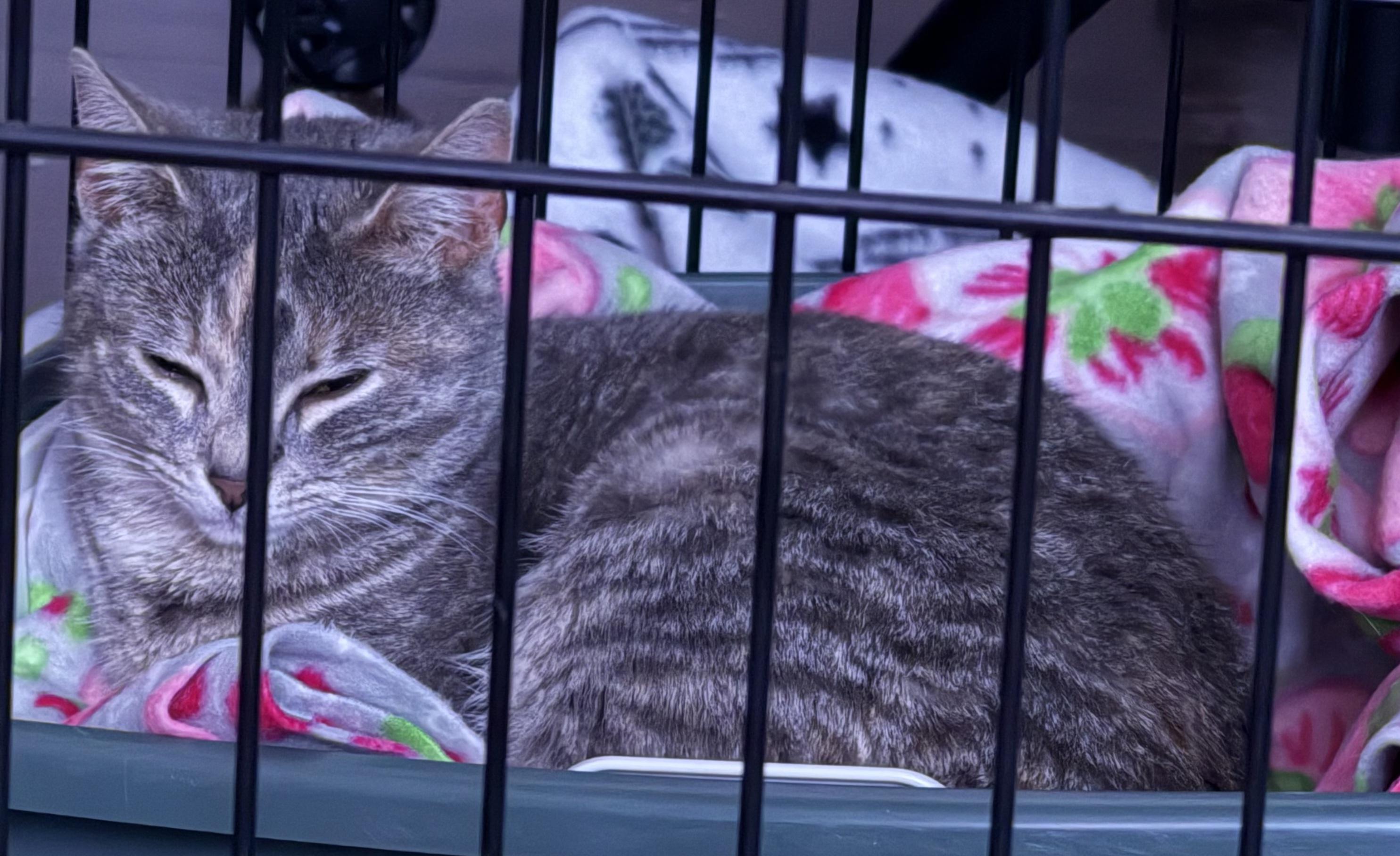 Willow, an adopted Tabby in Syracuse, NY image 5/5