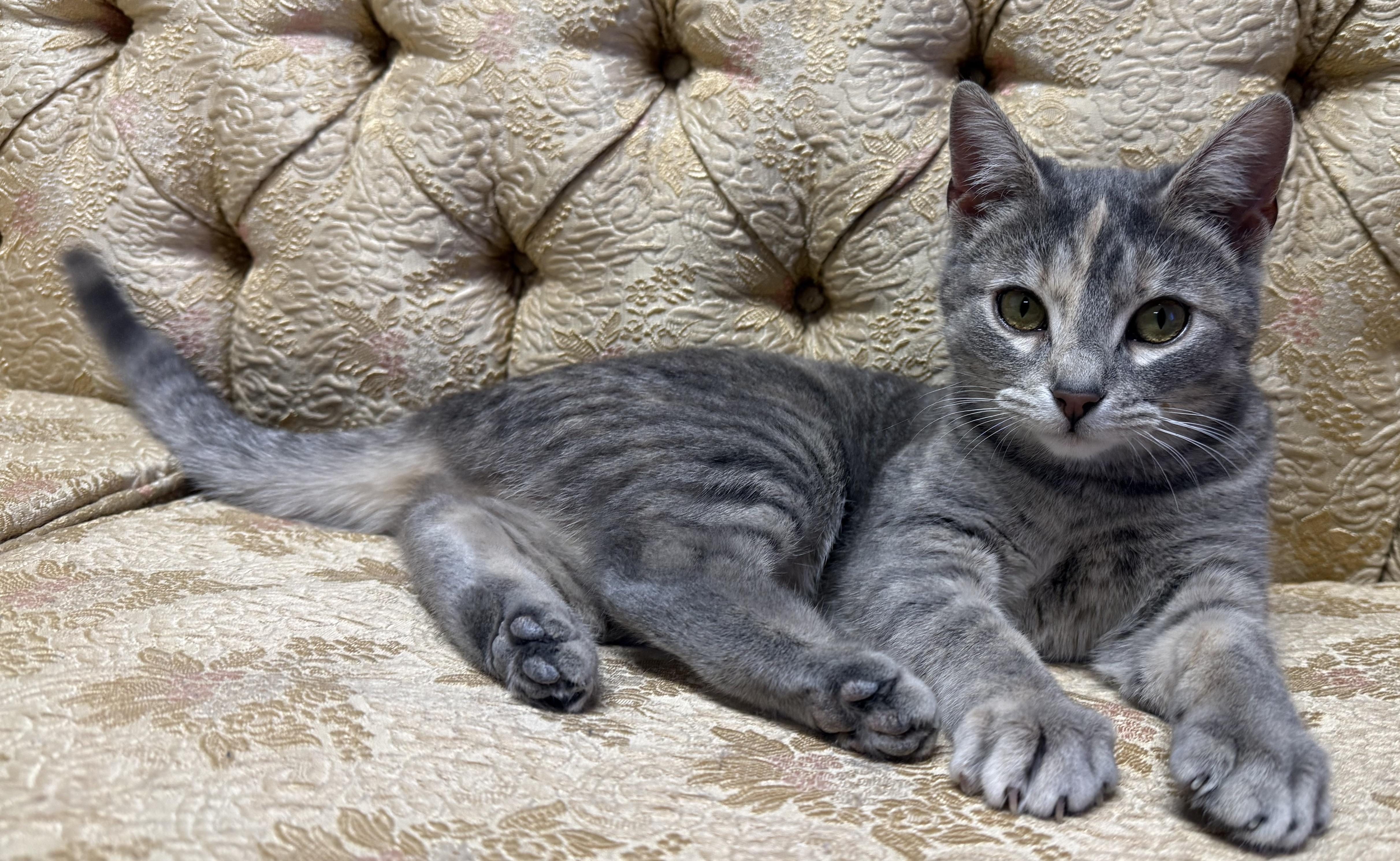 Willow, adopted, Kitten Female Tabby.