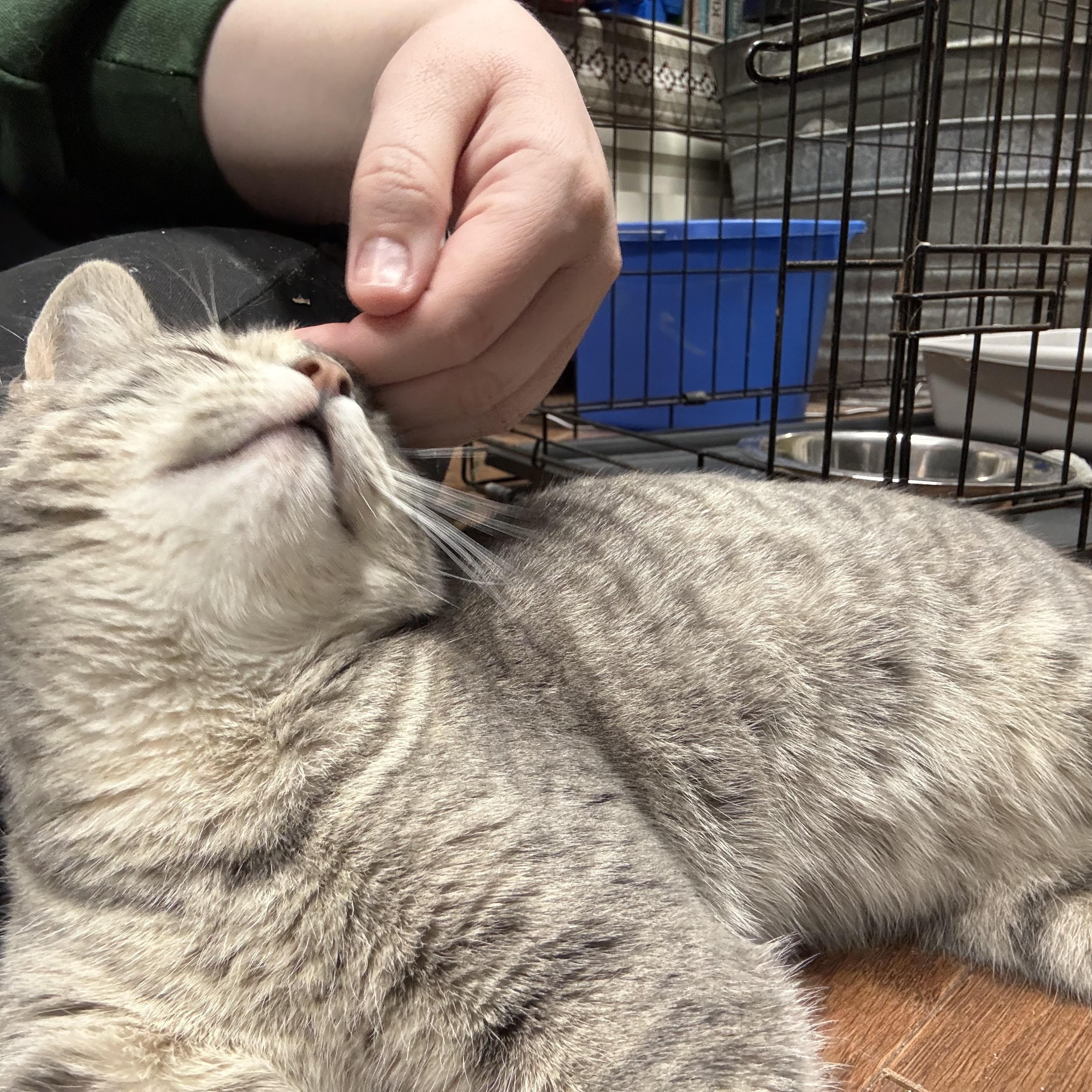 Willow, an adopted Tabby in Syracuse, NY image 3/5