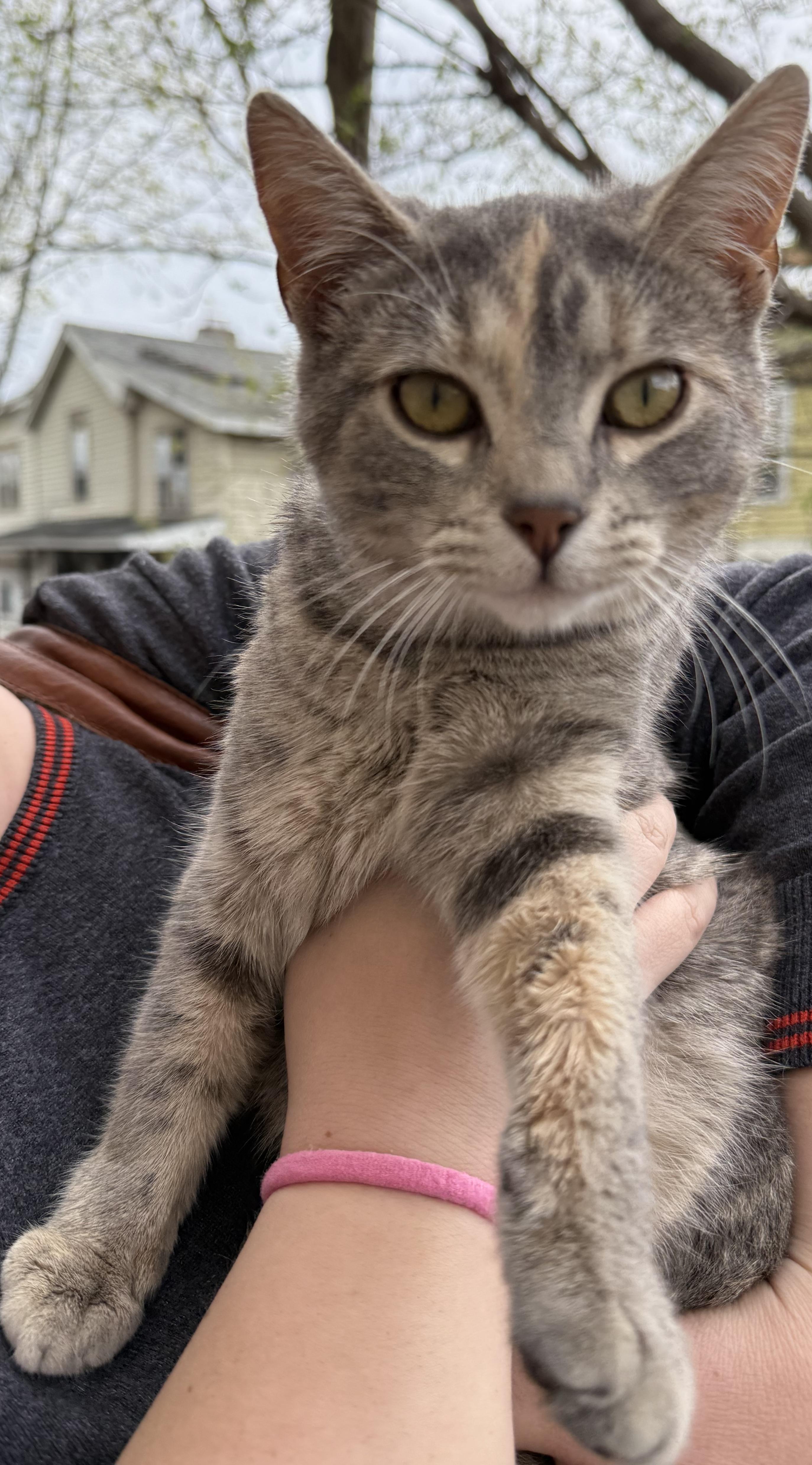 Willow, an adopted Tabby in Syracuse, NY image 2/5