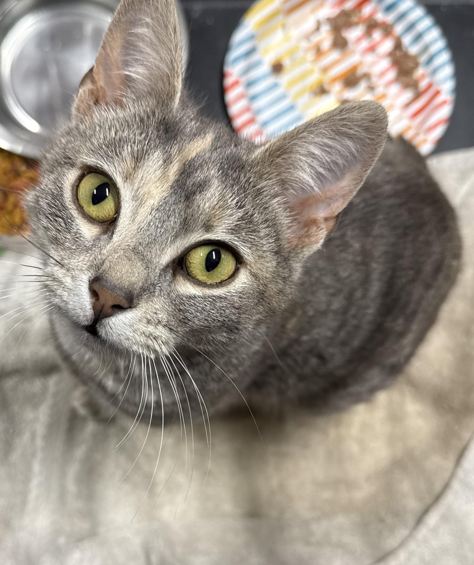 Willow, an adopted Tabby in Syracuse, NY image 4/5
