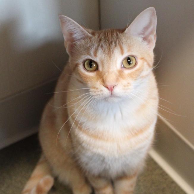 Enlarge Noelle, a Adoptable Domestic Short Hair in Defiance, OH image 1/6