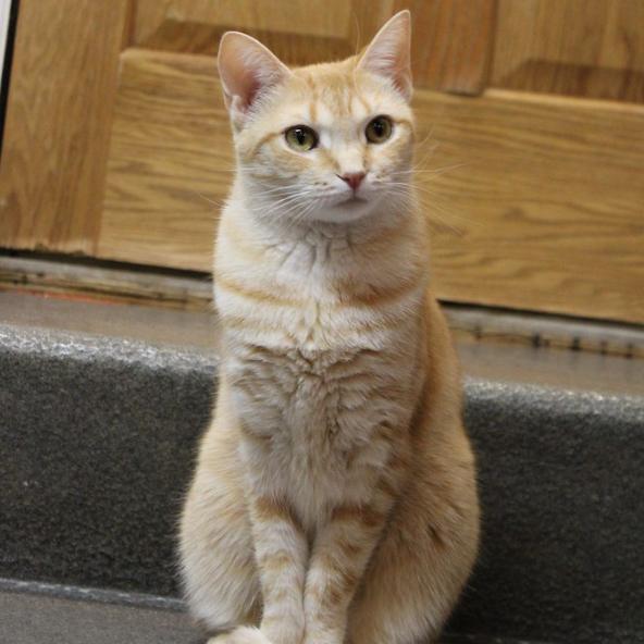 Enlarge Noelle, a Adoptable Domestic Short Hair in Defiance, OH image 2/6