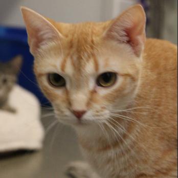 Enlarge Noelle, a Adoptable Domestic Short Hair in Defiance, OH image 3/6