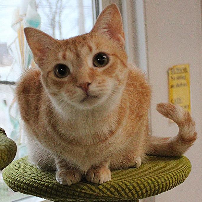 Enlarge Noelle, a Adoptable Domestic Short Hair in Defiance, OH image 5/6