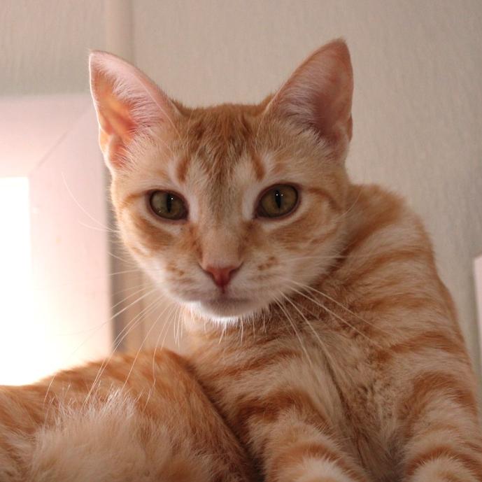 Enlarge Noelle, a Adoptable Domestic Short Hair in Defiance, OH image 6/6