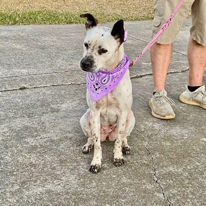 Willow, a ADOPTABLE mixed breed in Williston, VT image 5/5